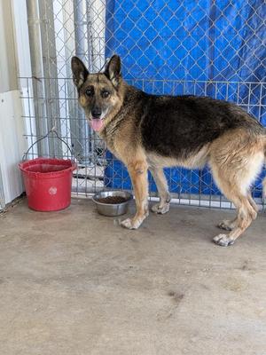 Dustin, German Shepherd Dog, senior, available for adoption
