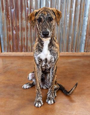 Collin, Hound / Mixed Breed, young, available for adoption