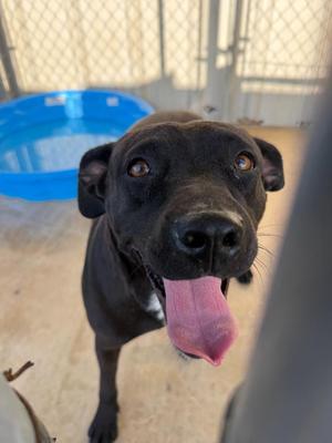 Delilah, Pit Bull Terrier, young, available for adoption