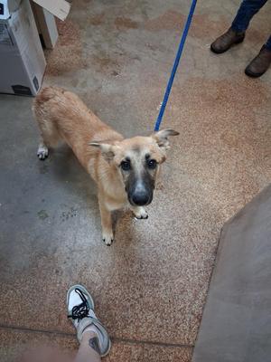 Francine, Shepherd, puppy, available for adoption