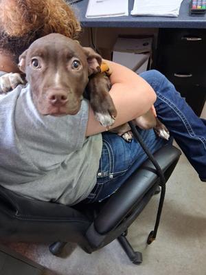 Choco, Pit Bull Terrier / Labrador Retriever, puppy, available for adoption