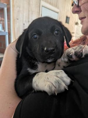 Brooks, Collie / Mixed Breed, puppy, available for adoption