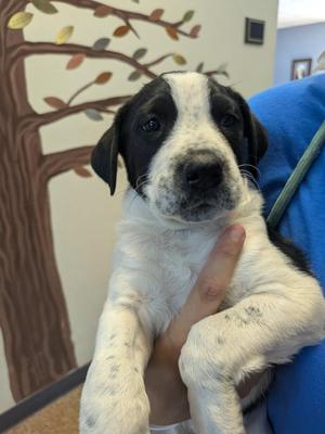 Blanket, Collie / Mixed Breed, puppy, available for adoption