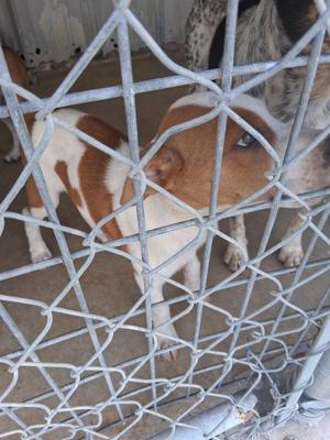 A brown and white dog behind a chain-link fence