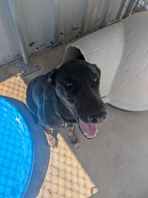 Cordelia, Hound / Mixed Breed, young, available for adoption