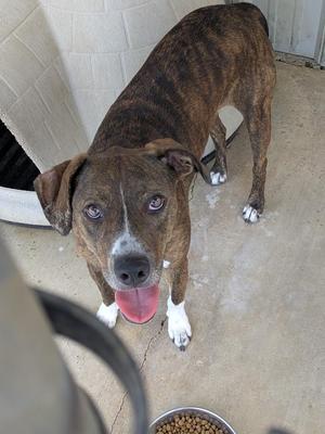 A brindle dog with a white chest and paws, standing on a concrete surface, looking up with its tongue out. There is a bowl of dog food in the foreground.