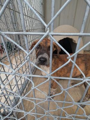 Blazo, Shepherd / Hound, puppy, available for adoption