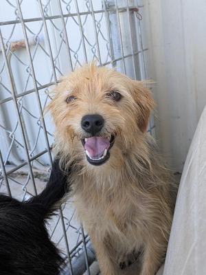 Hershey, Yorkshire Terrier / Terrier, young, available for adoption