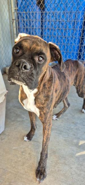 A brindle Boxer dog with a white chest and paws stands on a concrete surface, looking directly at the camera. The dog has a muscular build, large ears, and a black muzzle. In the background, there is a blue chain-link fence and a white object to the left.