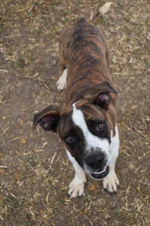 A brindle and white dog with floppy ears looking up at the camera.