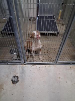 Draco, Pit Bull Terrier, young, available for adoption