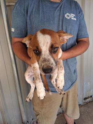 a person holding a brown and white puppy