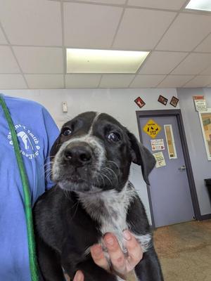 Badger, Collie / Mixed Breed, puppy, available for adoption
