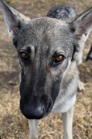 close-up of a dog's face