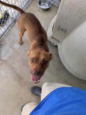 Cobalt, Pit Bull Terrier, young, available for adoption