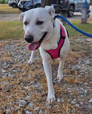 A white dog with a pink harness and a blue leash is standing on a gravel surface, looking towards the camera with its tongue out.