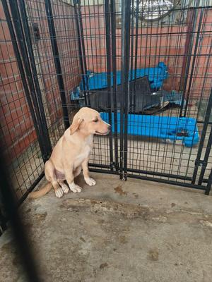 Cherokee, Golden Retriever / Mixed Breed, young, available for adoption