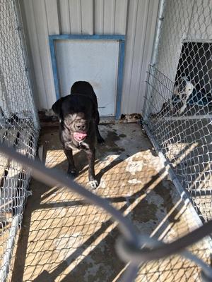 Fat Louie, Labrador Retriever, adult, available for adoption
