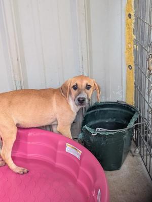 Daisy, Shepherd / Hound, puppy, available for adoption