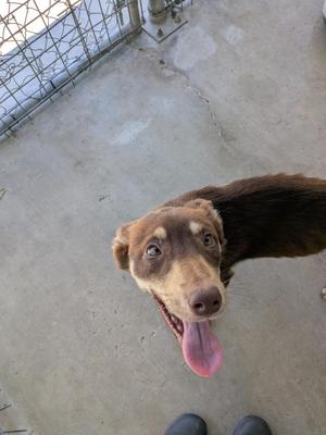 Caiman, Husky / Belgian Shepherd / Malinois, young, available for adoption
