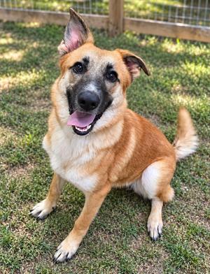 Francine, Shepherd, puppy, available for adoption