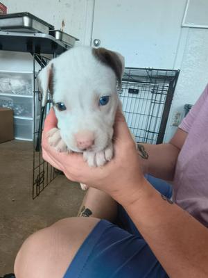 Freckles, Pit Bull Terrier / Mixed Breed, puppy, available for adoption