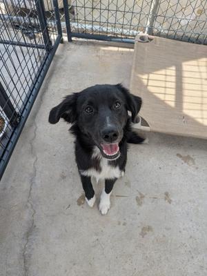 Bam Bam, Australian Shepherd / Mixed Breed, puppy, available for adoption