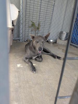 A gray dog lying on the ground inside a cage.