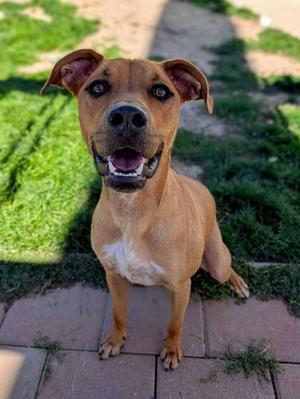 Cooper, Mixed Breed, young, available for adoption