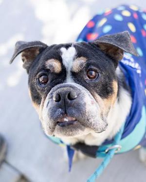 Dutch, Bulldog Mix, senior, available for adoption