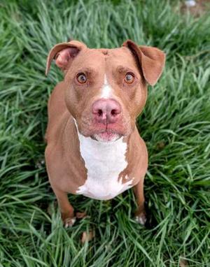 Ariel, Mixed Breed, adult, available for adoption