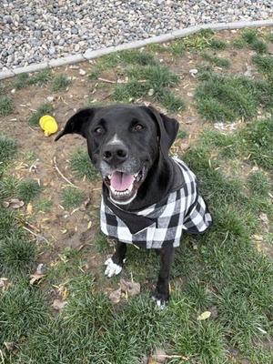 A black dog wearing a black and white checkered shirt, sitting on grass with a yellow ball nearby.