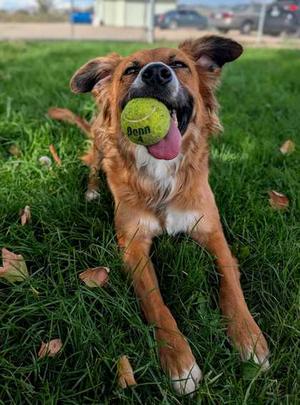 Roxie, Australian Cattle Dog Mix, adult, available for adoption