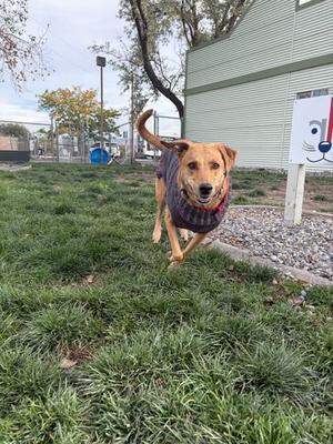 Sister, Mixed Breed, adult, available for adoption
