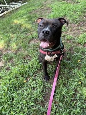 Courage, Terrier / Pit Bull Terrier, young, available for adoption