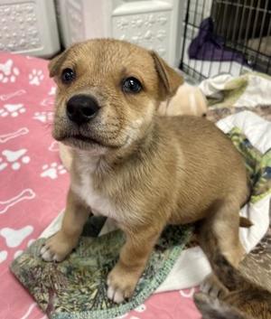 Cyprus, Pit Bull Terrier, puppy, available for adoption
