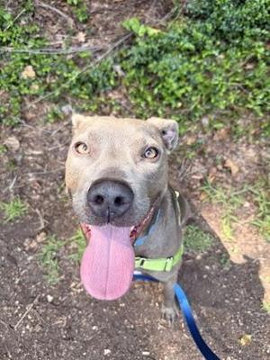 A happy dog with a pink tongue sticking out, wearing a green collar and blue leash, standing on a dirt path with greenery in the background.