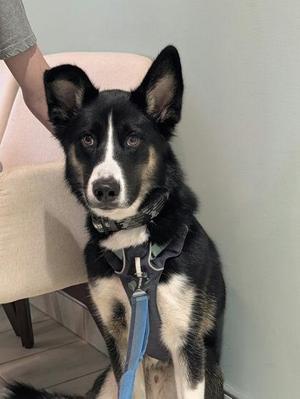 Goose, Shepherd / Border Collie, young, available for adoption