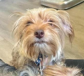 A close-up of a small dog with shaggy, light brown fur and a blue collar. The dog has a slightly squinted eye and is looking directly at the camera.