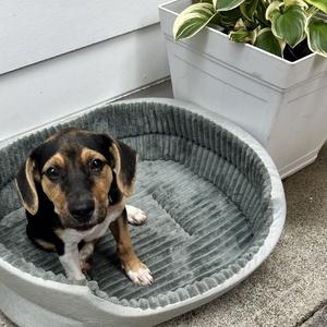 Stella, Mixed Breed (Medium), available for adoption