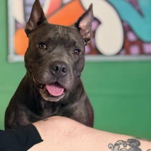 Koala, Mixed Breed (Large), senior, available for adoption