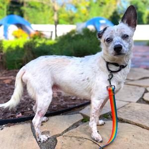 Oreo, Mixed Breed (Medium), available for adoption