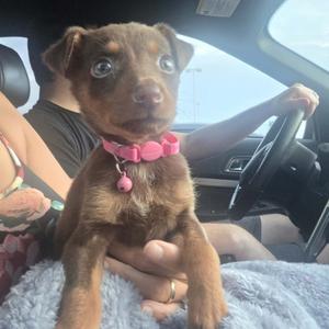 Honeybee, Mixed Breed (Small), available for adoption