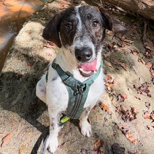 Luke, Mixed Breed (Large), adult, available for adoption