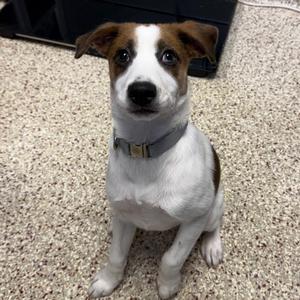 Moose, Beagle, available for adoption