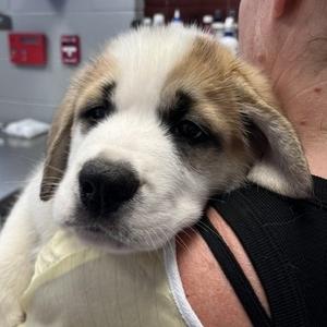 Juno, Mixed Breed (Large), available for adoption