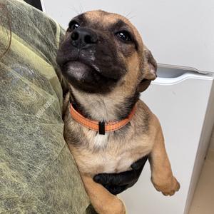 Fettuccine (orange), Mixed Breed (Medium), available for adoption