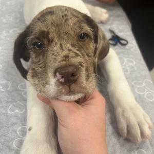 Winston, Mixed Breed (Medium), available for adoption