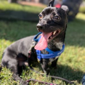 Pinguino, Mixed Breed (Small), adult, available for adoption
