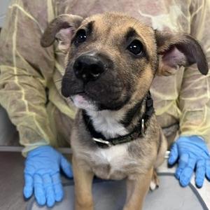 Mozzarella (black), Mixed Breed (Medium), available for adoption